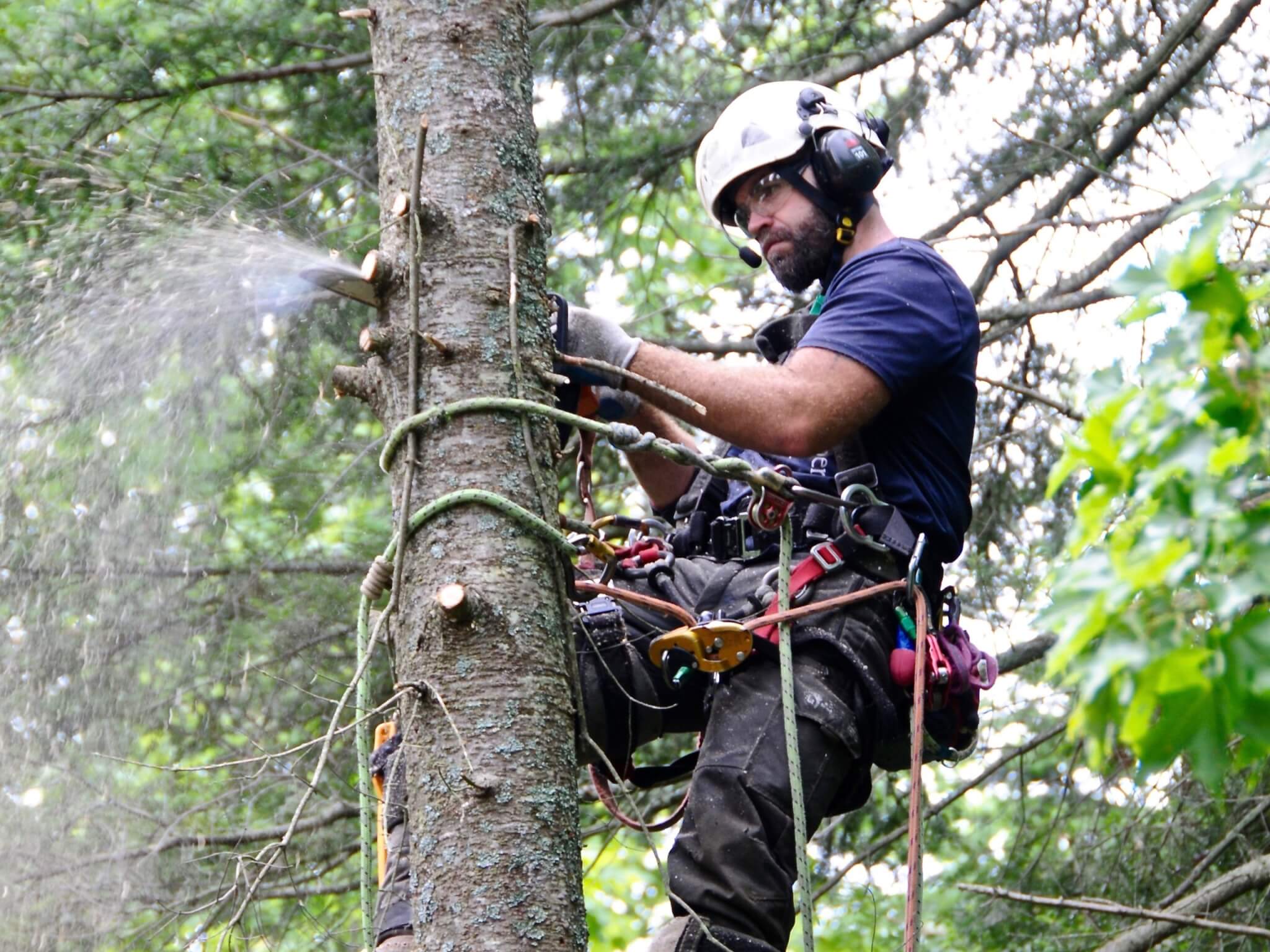 Tree Service Business