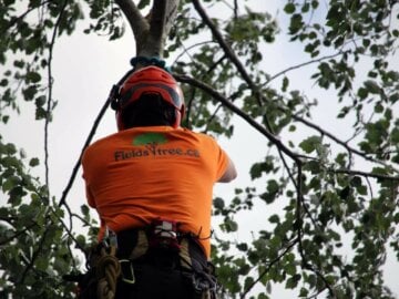 Arborist Job Description: How to Write Your Own [+ Free Template] - Jobber