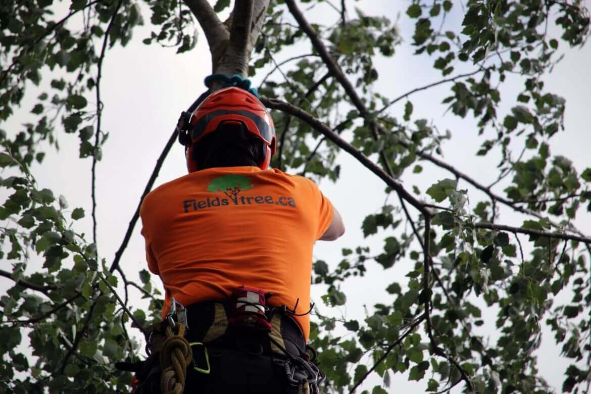 Field's Tree Service for Jobber