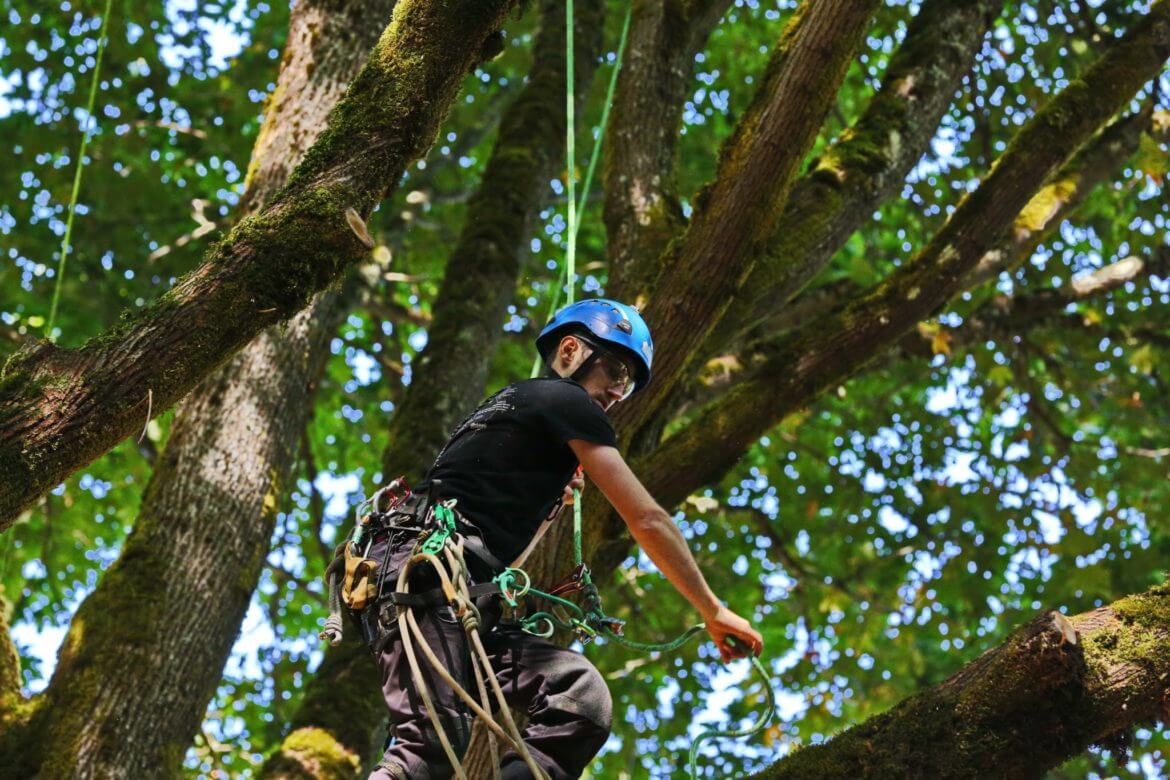 The Climbing Arborist Dan Holliday